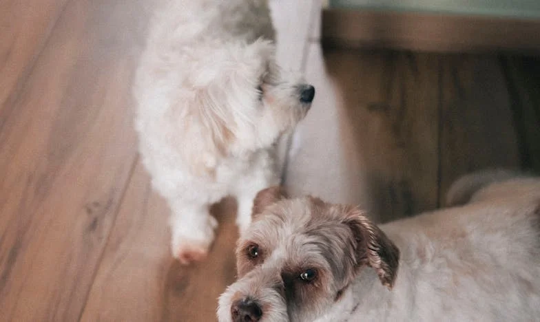 Między dwoma domami: Jak nauczyłam się wybaczać mojej teściowej – prawdziwa historia o rodzinnych granicach i sile miłości