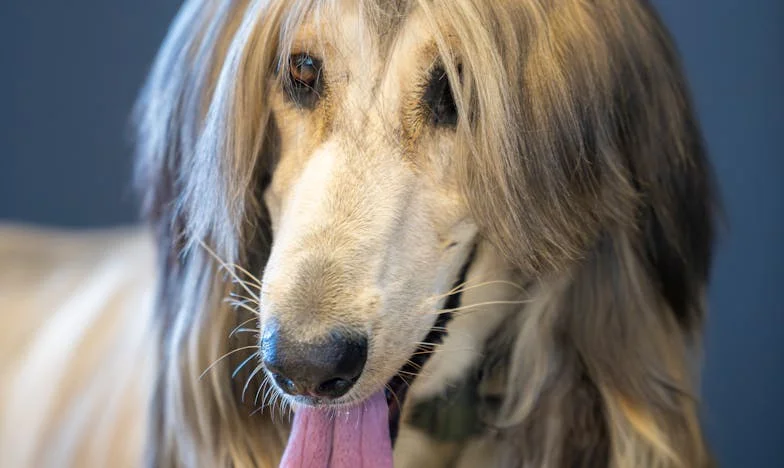 Między kotami, mężczyznami a tulipanami – historia jednej wiosny