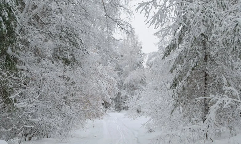 Moja teściowa żąda, żebym znowu przygotowała Wigilię – ale tym razem powiedziałam NIE. Oto dlaczego…