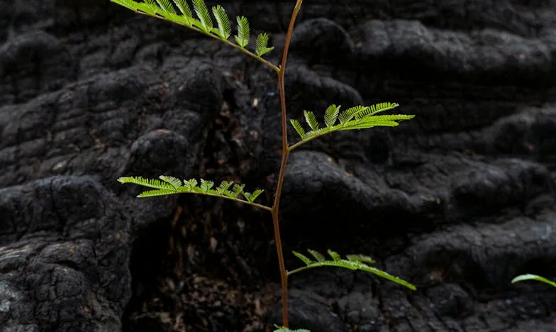 „Nie jestem pasożytem!” – Walka polskiej synowej w rodzinie męża