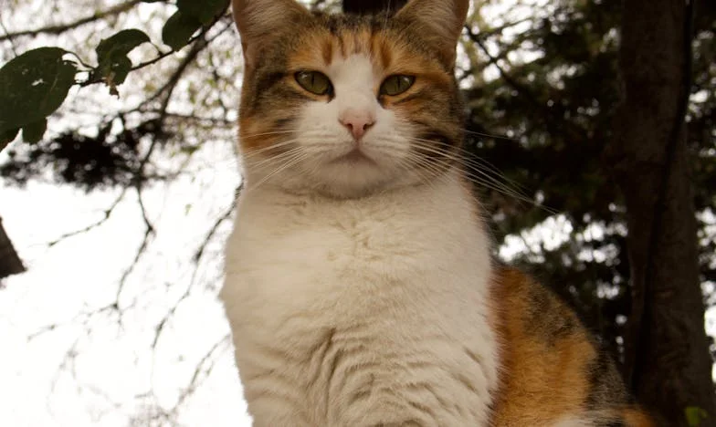 Nigdy nie rozumiałam, dlaczego mama tak gotuje dla mojego męża – Pewnej nocy odkryłam prawdę, która zmieniła wszystko