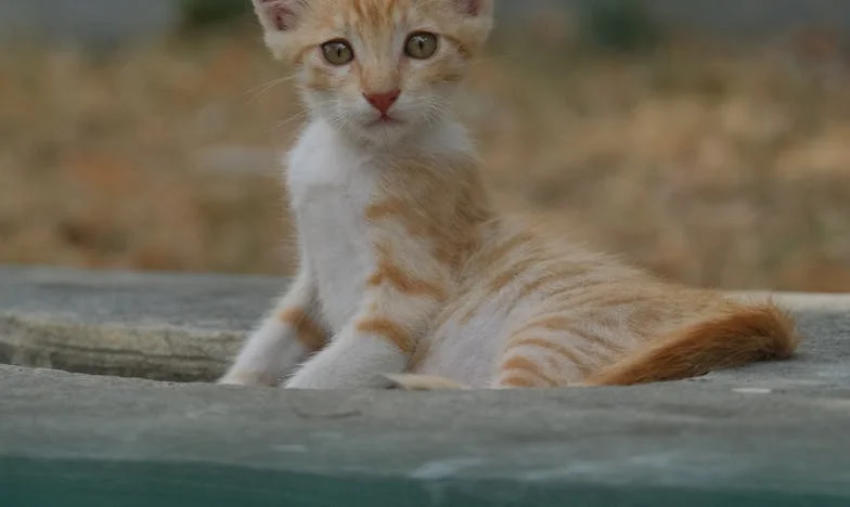 W cieniu teściowej – Jak podejrzenia zniszczyły moją rodzinę