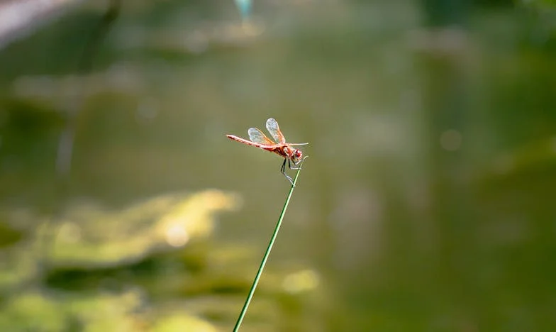 Zdradliwa krew: Gorzka prawda o rodzinnej lojalności w sercu Polski