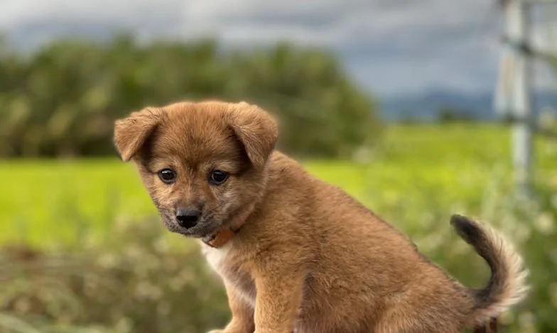 Gdy Kajtek wbiegł w noc — Jak kundel zmienił moje życie po rozwodzie