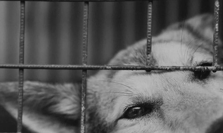 Gdy weszłam do sali, zapadła cisza. Moja twarz była pobita, a mąż udawał, że nic się nie stało. Ale wtedy drzwi otworzyła moja siostra bliźniaczka.