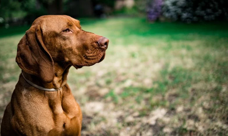 Głód, strach i łapa na mojej dłoni: Jak Rudy wyprowadził mnie z ciemności po rozwodzie