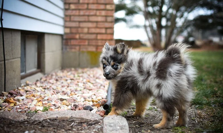 Jak czarny kundel pod blokiem nauczył mnie ufać ludziom na nowo – i samej sobie
