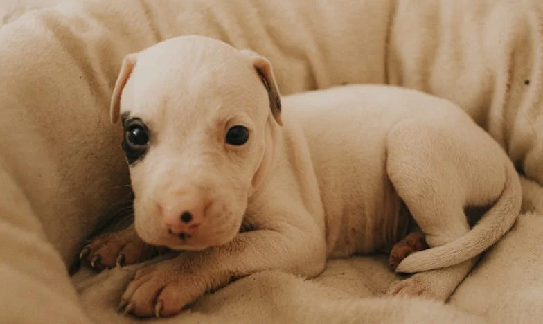 Jak kundel z podwórka zmusił mnie, bym po rozwodzie zaczął wszystko od nowa