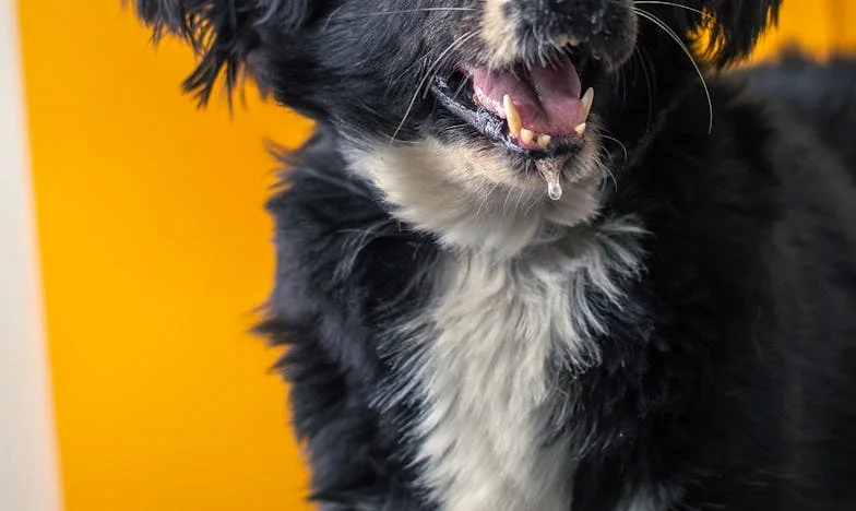 Kiedy Baśka zniknęła spod ławki: Jak kundelka uratowała mnie przed własnym cieniem