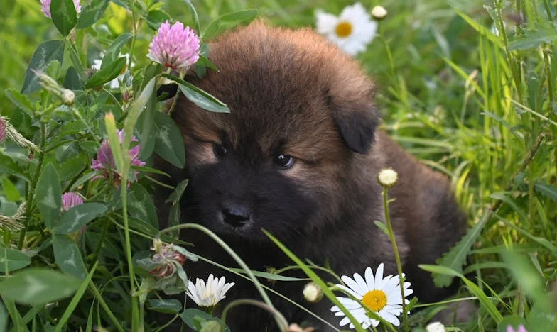 Kiedy krew kapała na klatkę schodową, a mój pies nie chciał puścić rękawa policjanta — wtedy zrozumiałam, że wypalenie mnie zabije, jeśli ja sama nie przerwę tego hałasu