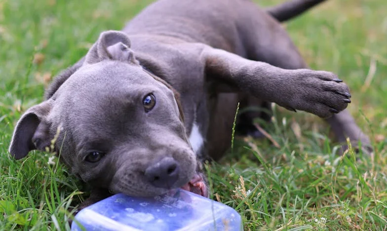 Kiedy na klatce schodowej pojawiła się krew, a w moich rękach szarpała się obca smycz, jeszcze nie wiedziałam, że ten pies zmusi mnie do życia od nowa