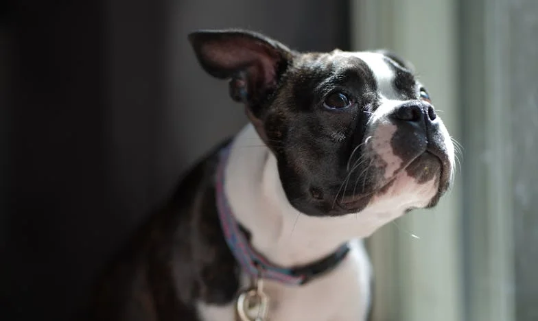 Kiedy Rufi wgryzł się w rękaw policjanta, zrozumiałam, że nie chodzi już tylko o mnie