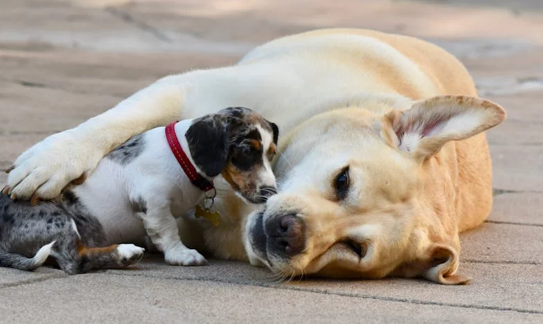Kuzynka zabrała mi pokój, a pies zmusił mnie, żebym w końcu postawiła granice