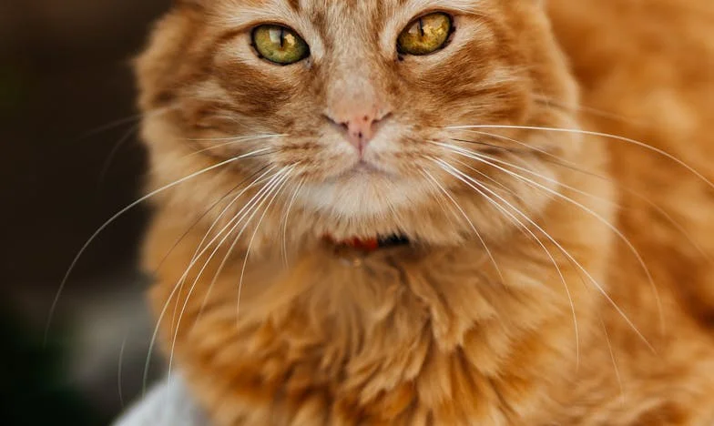 Lata na obczyźnie dla ich przyszłości: Kupiłem dzieciom mieszkania, ale nie wpuścili mnie nawet na noc