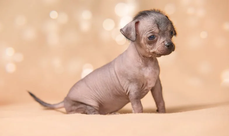 „Masz miesiąc, żeby się wynieść” — a on milczał. I wtedy mój pies zdecydował za mnie