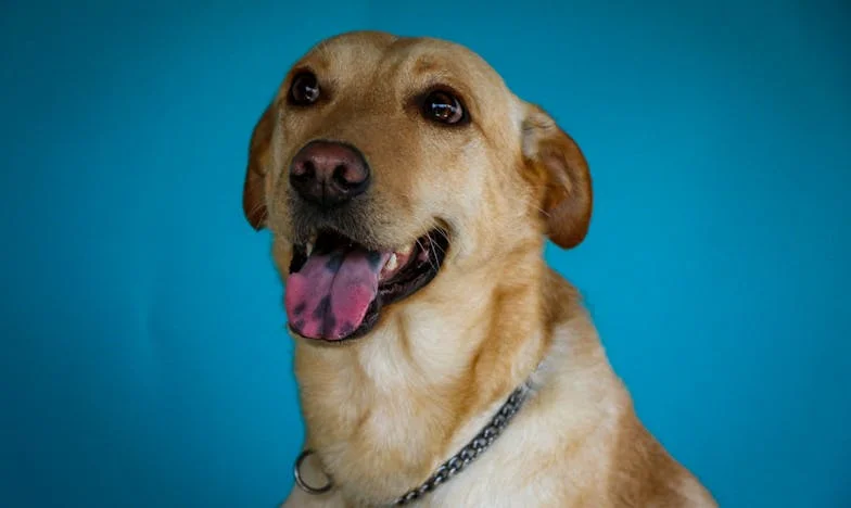 Mąż wyniósł moje jedzenie do teściowej. A potem pies sprawił, że nie cofnęłam ani jednej decyzji