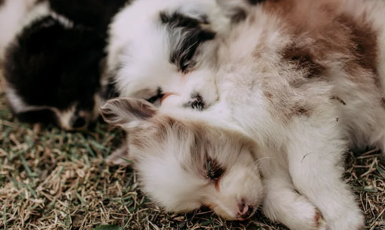 Między dwiema klatkami schodowymi: jak pies nauczył mnie mówić „nie” po rozwodzie