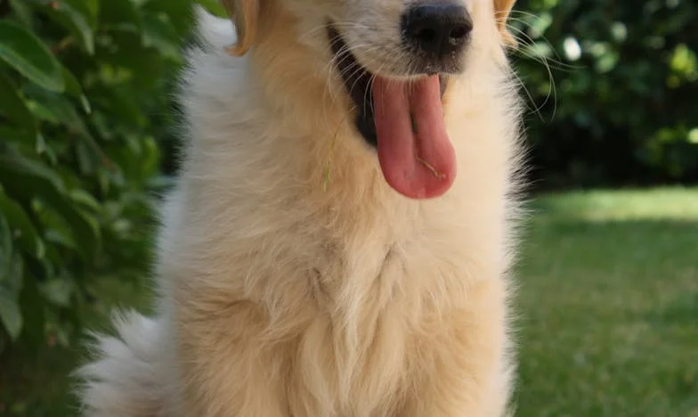 Mój pies i moja wina: jak Kundel zmusił mnie do decyzji, których nie da się cofnąć