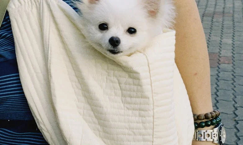 Mój pies przerwał mi ucieczkę, gdy zobaczyłam krew na klatce — i to on zmusił mnie, żebym w końcu przestała udawać