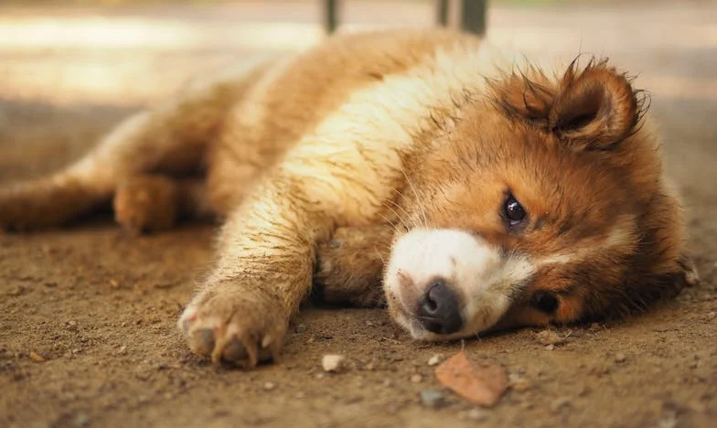 Nie pozwoliłam mu odejść – Historia o tym, jak kundel z klatki schodowej uratował mnie przed samotnością po rozwodzie