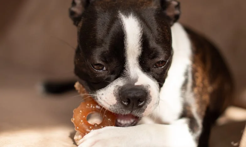 Nieplanowany ratunek: Jak Rudy uratował mnie przed zniknięciem we własnym życiu