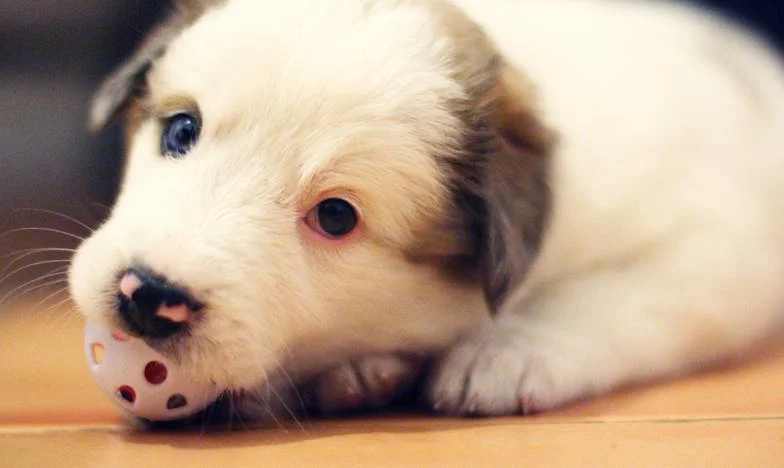 O piątej rano mój pies szarpał koc, a pod drzwiami leżała krew — i wtedy zrozumiałam, że już nie chodzi tylko o Zuzę