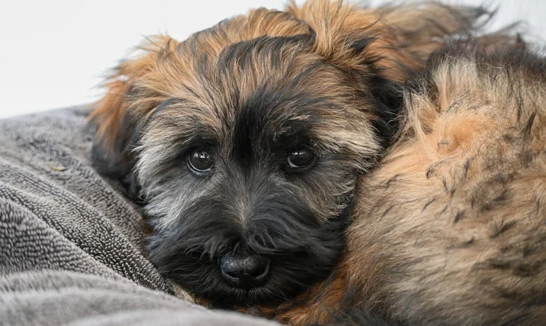 O piątej rano mój pies wcisnął łapę w krew na klatce schodowej — a ja zrozumiałam, że Lena naprawdę woła o pomoc