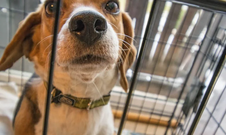 O piątej rano mój pies zatrzymał mnie przy torach — i tajemnica sprzed 25 lat wróciła do naszego mieszkania