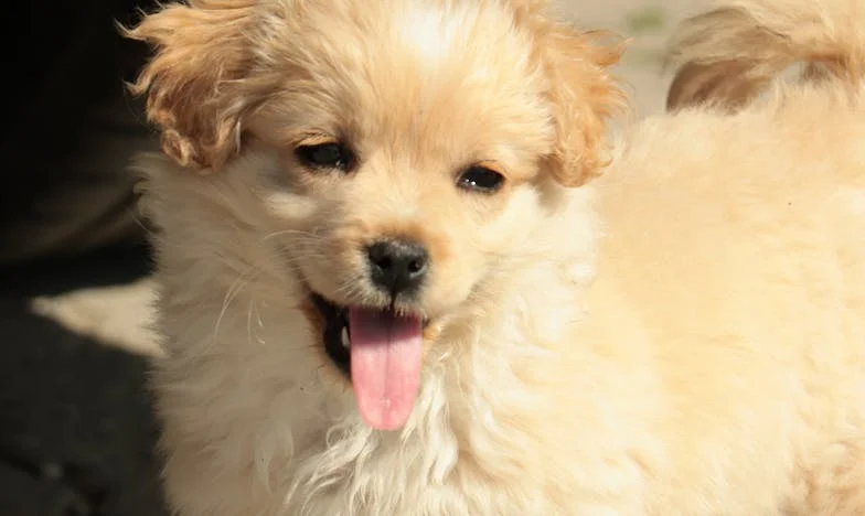 O piątej rano wyrwałam męża i jego rodziców z mojego życia. Zrobił to pies, którego nawet nie planowałam mieć