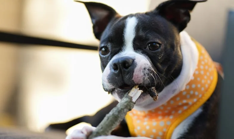 Oddałem córce mieszkanie po moich rodzicach. A potem mój pies warknął na policjanta i moje życie poszło w inną stronę