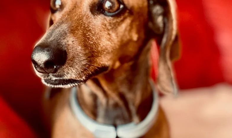 Pies, który wyciągnął mnie z cienia: Historia mojej odnowy w bloku na Pradze