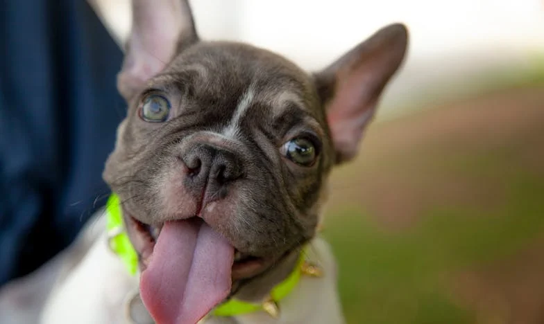 Pies, który zatrzasnął mi drzwi do starego życia