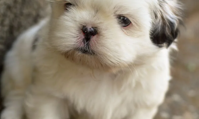 Przestałam rozmawiać z teściową, a mój pies wybrał za mnie granice — i to uratowało moje małżeństwo