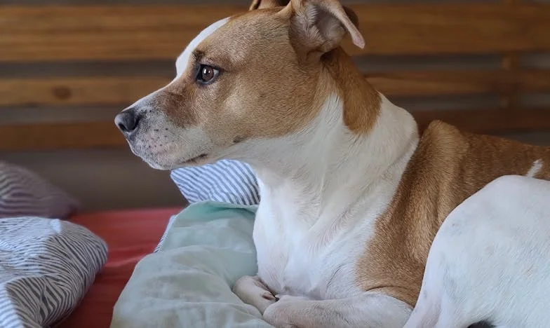 Stałam pod porodówką z psem na rękach i krwią na dłoniach. W środku rodziła moja najlepsza przyjaciółka, a ja nagle zrozumiałam, że ktoś za chwilę zniknie z mojego życia