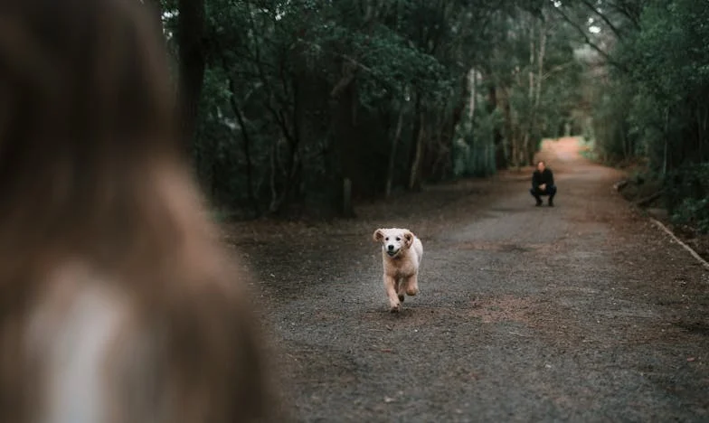 Szarobury Mokry Pysk i Ja: Jak Pewien Kundel Naprawił Mój Świat Po Rozwodzie