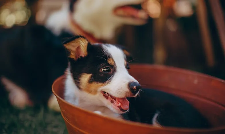 Tej nocy mój pies wgryzł się w rękaw policjanta, a ja stałam w korytarzu z rozciętą wargą i aktem notarialnym w dłoni — i wciąż nie wiedziałam, czy za chwilę stracę dom