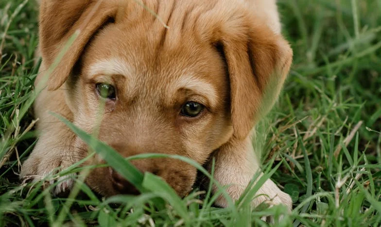 Uciekłam z domu, bo nie chciałam być niewidzialna: Jak kundel z działek nauczył mnie odwagi, by wrócić