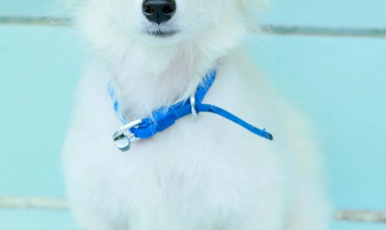 W deszczu trzymałam syna na rękach, a mój pies wgryzał się w rękaw listonosza — i wtedy z klatki schodowej dobiegł krzyk policji