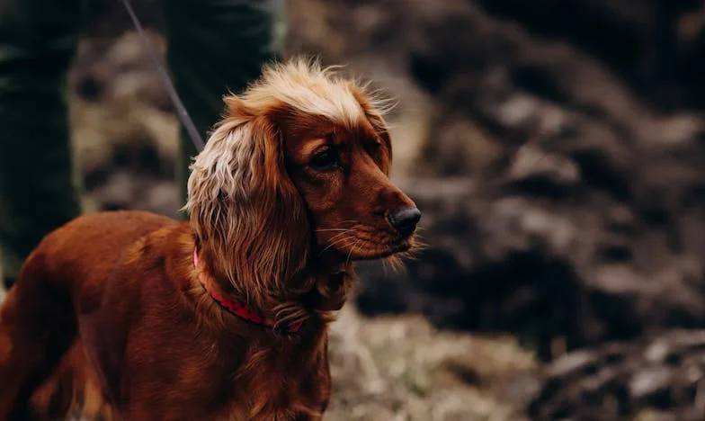 W poczekalni pachniało lizolem, a mój pies szarpał smycz, kiedy zrozumiałam, że nie mam już dokąd wrócić