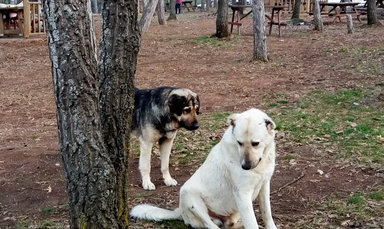 W tym samym mieszkaniu, bez wolności: jak pies zmusił mnie, żebym wreszcie należała do siebie