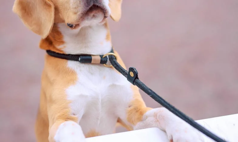 Wróciłam do pustego domu pod Tarnowem, a pies wciągnął mnie w sprawę, której bałam się najbardziej