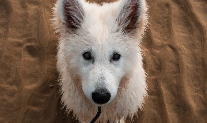 Wyrzucony z własnego mieszkania w deszczu — i ten pies, który nie pozwolił mi się rozpaść