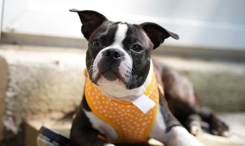 Zamiana mieszkań z teściową miała być „na chwilę”. Pies wyczuł kłamstwo szybciej niż ja