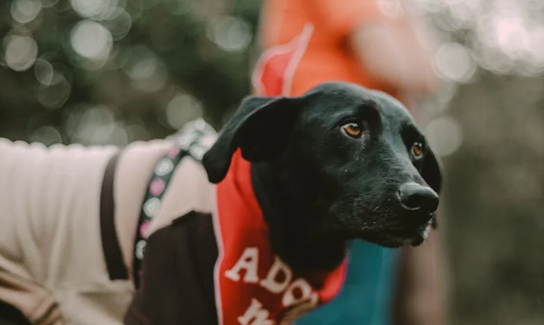 Autobus 302 i tort „Delicja” — historia Wioli z Katowic, która musiała wybrać między rodziną a sobą