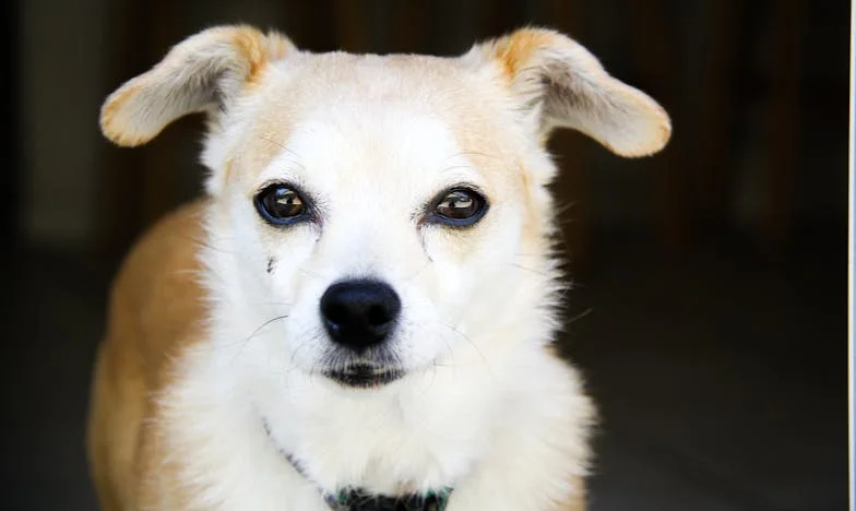 Az otthon, ami sosem volt az enyém – és a kutya, aki miatt végül el mertem menni