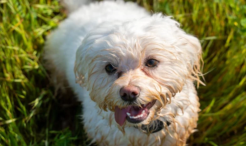 Cisza we mnie: jak kundel z klatki schodowej poprowadził mnie przez raka i zdradę rodziny