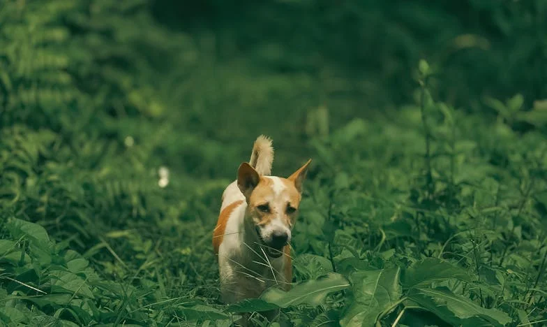 Cudze szczęście, nasza cena – jak pies z klatki schodowej zatrzymał mnie przed kolejnym „musisz”