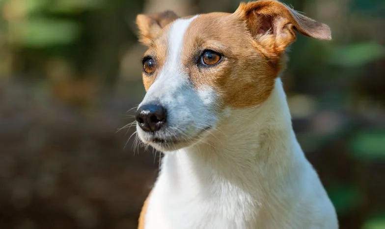 Druga lodówka w naszej kuchni – i pies, który zmusił mnie, żebym przestała udawać, że wszystko jest w porządku