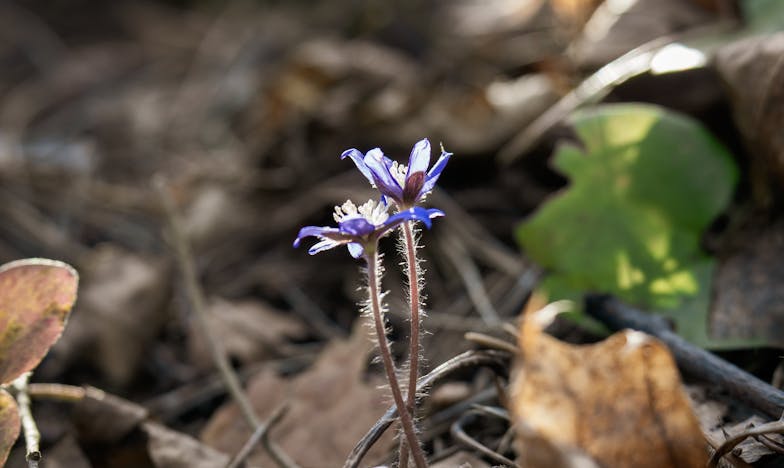 Duma babci: Opowieść o zwycięstwie wnuczki i sile rodziny
