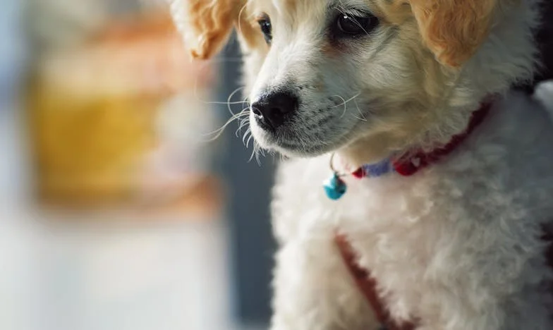 Gdy na klatce schodowej pojawiła się krew, a obcy pies wgryzł mi się w rękaw, jeszcze nie wiedziałam, że Marko właśnie rozpętał wojnę w mojej rodzinie